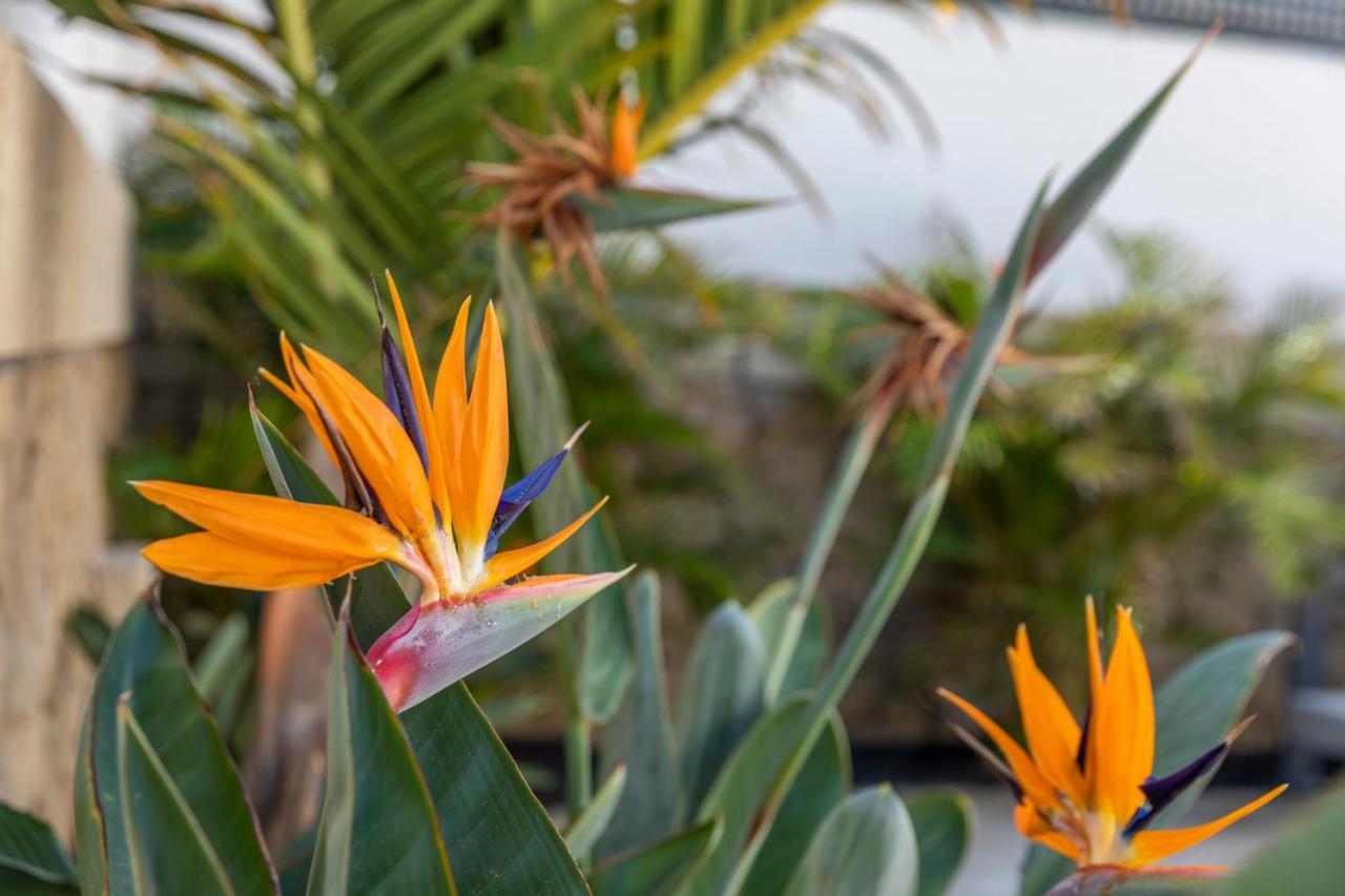 Medano4You The Strelitzia Terrace El Médano Exteriör bild